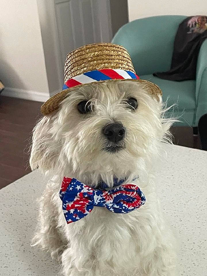 Reilly joined the competition — help win amazing prizes! bow_tie, canidae, carnivore, collar, companion_dog, dog, dog_breed, dog_clothes, dog_collar, dog_supply, fashion_accessory, fur, party_hat, pet_supply, small_terrier, snout, sporting_group, terrier, toy_dog, working_animal