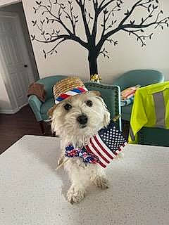 Reilly joined the competition — help win amazing prizes! cabinetry, canidae, carnivore, companion_dog, dog, dog_breed, dog_clothes, dog_supply, door, fur, maltepoo, plant, small_terrier, snout, sporting_group, terrier, toy_dog, tree, twig, working_animal