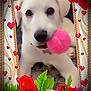 puppy, dog, pink_tennis_ball, white_fur, playing, close_up, rose_flowers, hearts, decorative_frame, cute, pet, animal, portrait, adorable, fluffy, young_dog, indoor, toy, love, sparkles