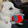 dog, white_dog, ball, toy, indoor, living_room, couch, pet, animal, closeup, mouth, furniture, home_decor, relaxing, playful, domestic, comfort, canine, side_view, house