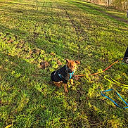 Arka participe au concours pour gagner de l'argent avec cette photo : dog, grass, leash, jacket, person, outdoor, sunlight, field, shadows, walking, nature, greenery, pet, canine, autumn, casual_clothing, footwear, park, daylight, animal
