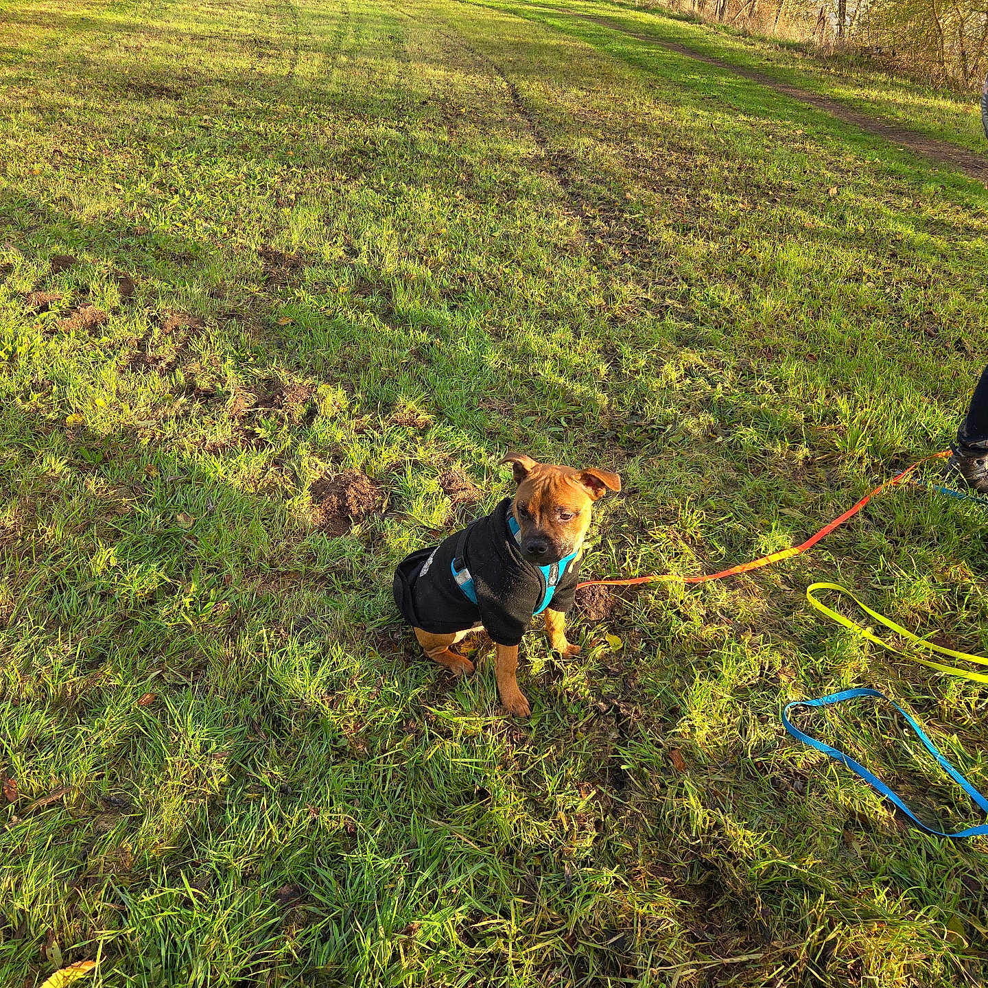 Arka participe au concours pour gagner de l'argent avec cette photo : animal, autumn, canine, casual_clothing, daylight, dog, field, footwear, grass, greenery, jacket, leash, nature, outdoor, park, person, pet, shadows, sunlight, walking