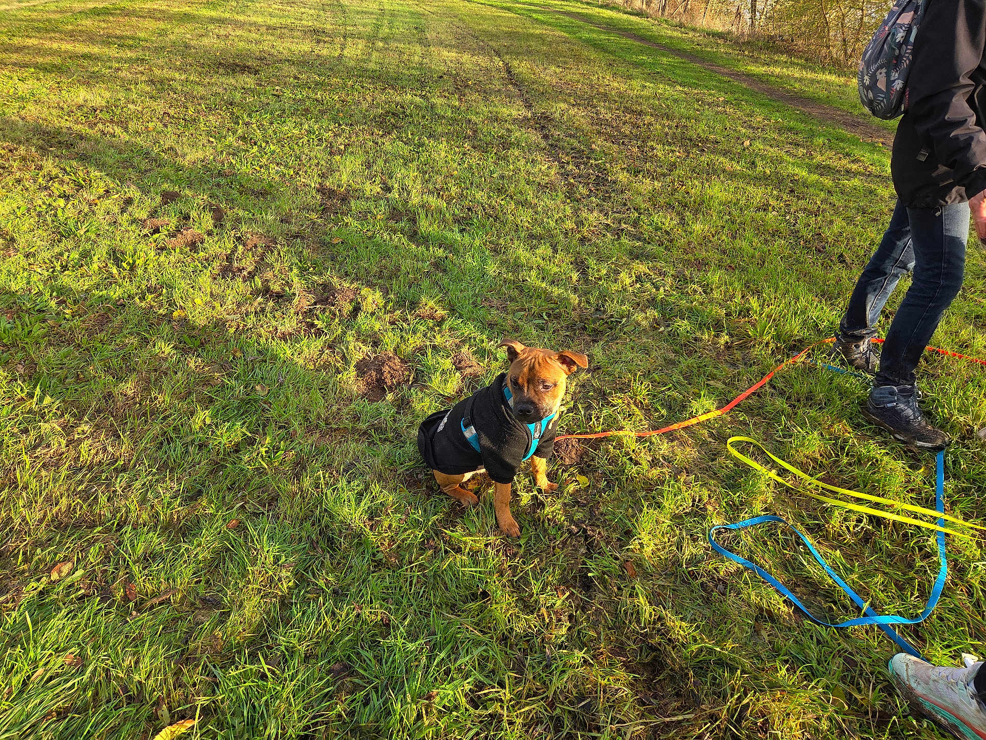 Arka participe au concours pour gagner de l'argent avec cette photo : dog, grass, leash, jacket, person, outdoor, sunlight, field, shadows, walking, nature, greenery, pet, canine, autumn, casual_clothing, footwear, park, daylight, animal