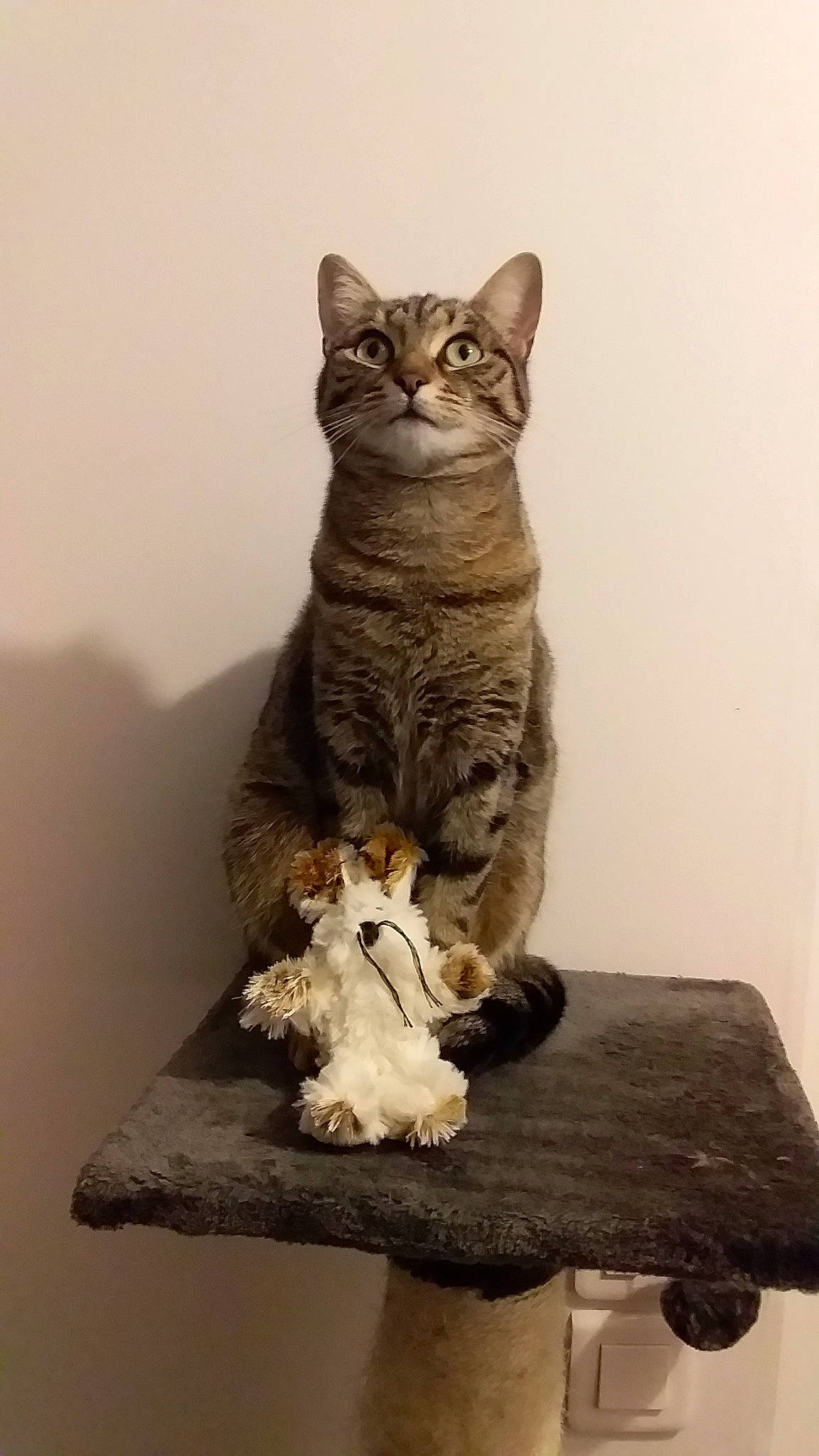 Kimi participe au concours pour gagner de l'argent avec cette photo : aegean_cat, american_shorthair, american_wirehair, arabian_mau, asian, california_spangled, carnivore, cat, domestic_short_haired_cat, dragon_li, egyptian_mau, european_shorthair, felidae, german_rex, kitten, paw, small_to_medium_sized_cats, sokoke, tabby_cat, whiskers