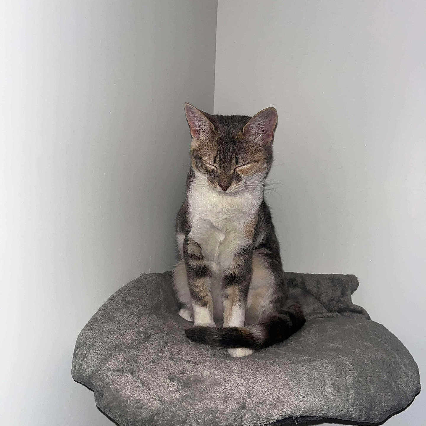 Yuna a rejoint le concours — aidez-le/la à gagner de superbes lots ! abyssinian, angora, animal, architecture, building, cat, chair, cushion, egyptiancat, furniture, gray, homedecor, kitten, manx, pet, wall, window, windowsill