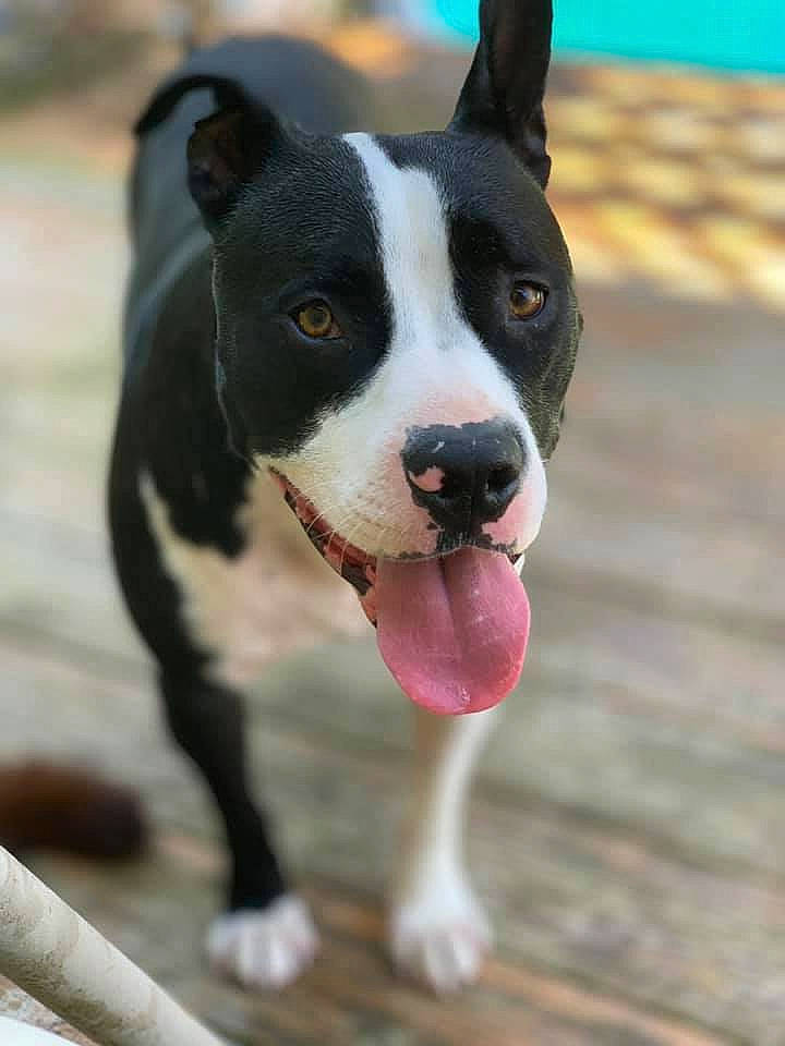 Kato joined the competition — help win amazing prizes! boston_terrier, canidae, carnivore, collar, companion_dog, dog, dog_breed, dog_collar, dog_supply, fawn, non_sporting_group, paw, snout, sporting_group, whiskers, working_animal, working_dog