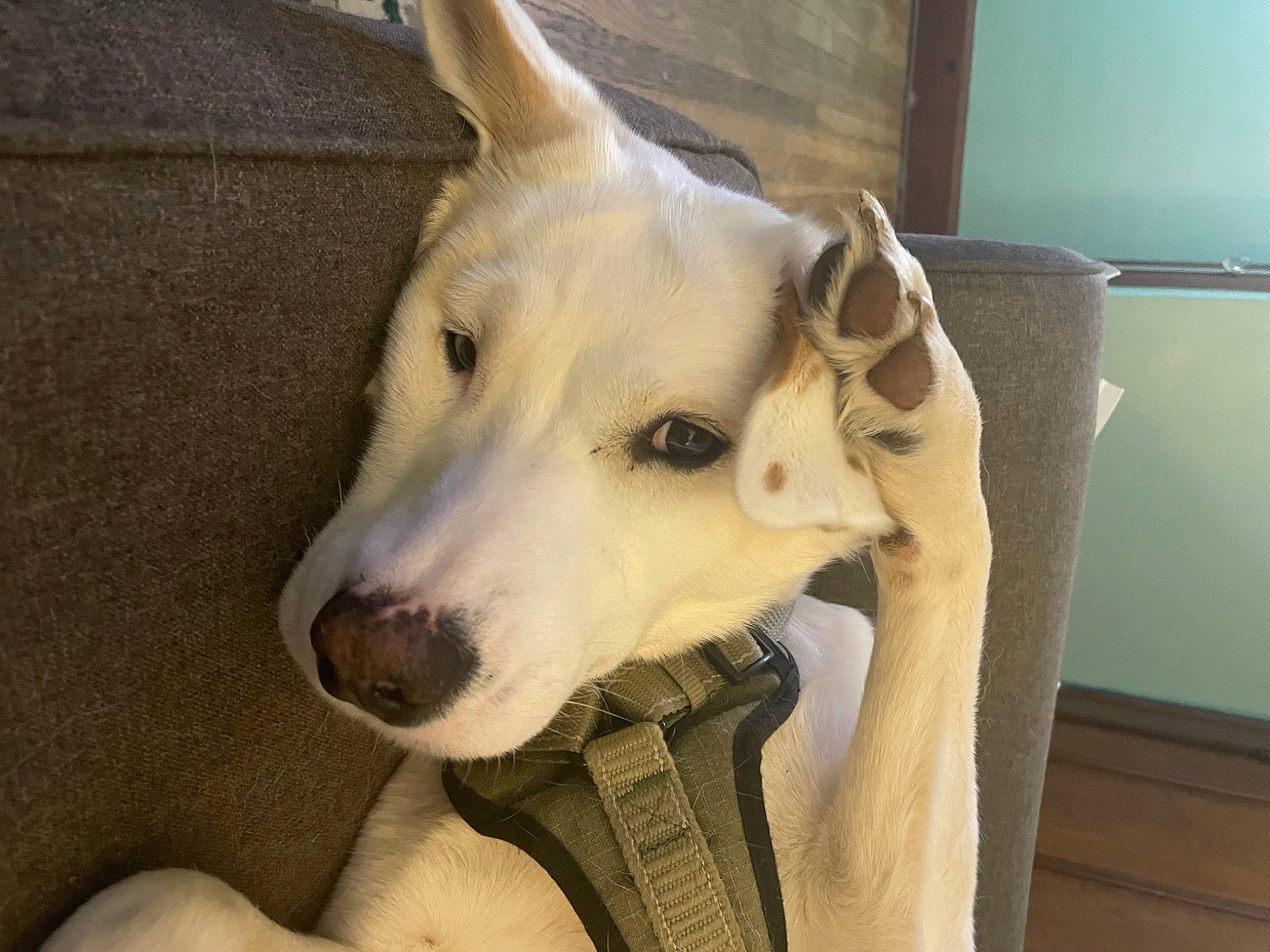 Emma Jean joined the competition — help win amazing prizes! canidae, carnivore, collar, comfort, companion_dog, dog, dog_breed, dog_collar, ear, fawn, fur, giant_dog_breed, jaw, siberian_husky, snout, sporting_group, terrestrial_animal, whiskers, working_animal, working_dog