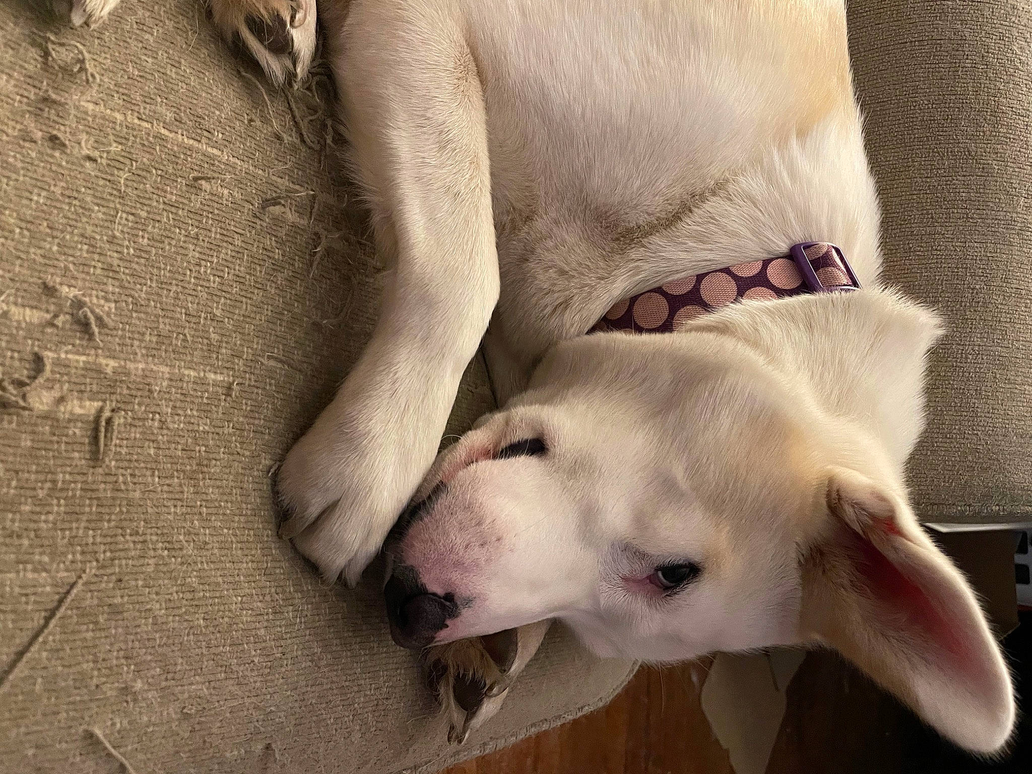 Emma Jean is registered to the contest to win money with this photo: beauty, canidae, carnivore, comfort, companion_dog, dog, dog_breed, fawn, foot, fur, jaw, nap, paw, snout, sporting_group, street_dog, tail, terrestrial_animal, whiskers, working_animal