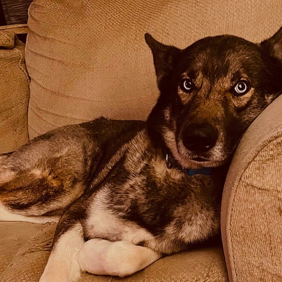 Chase joined the competition — help win amazing prizes! ancient_dog_breeds, canidae, carnivore, comfort, companion_dog, dog, dog_breed, dog_supply, font, fur, logo, paw, photo_caption, publication, puppy, snout, sporting_group, toy_dog, whiskers, working_animal