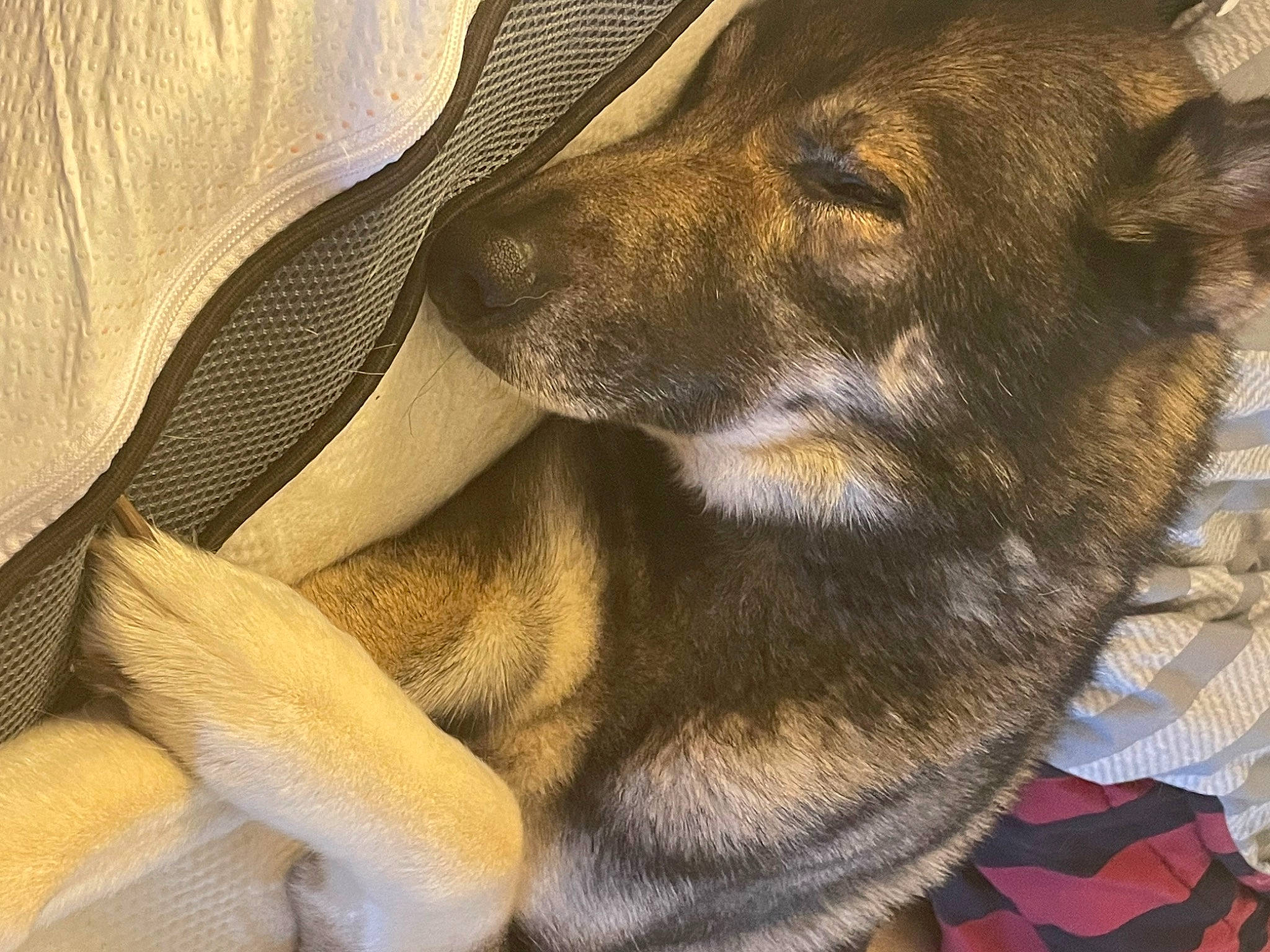 Chase joined the competition — help win amazing prizes! canidae, carnivore, comfort, companion_dog, dog, dog_breed, ear, fawn, fur, guard_dog, nap, paw, sleep, snout, sporting_group, tail, terrestrial_animal, whiskers, working_animal, working_dog