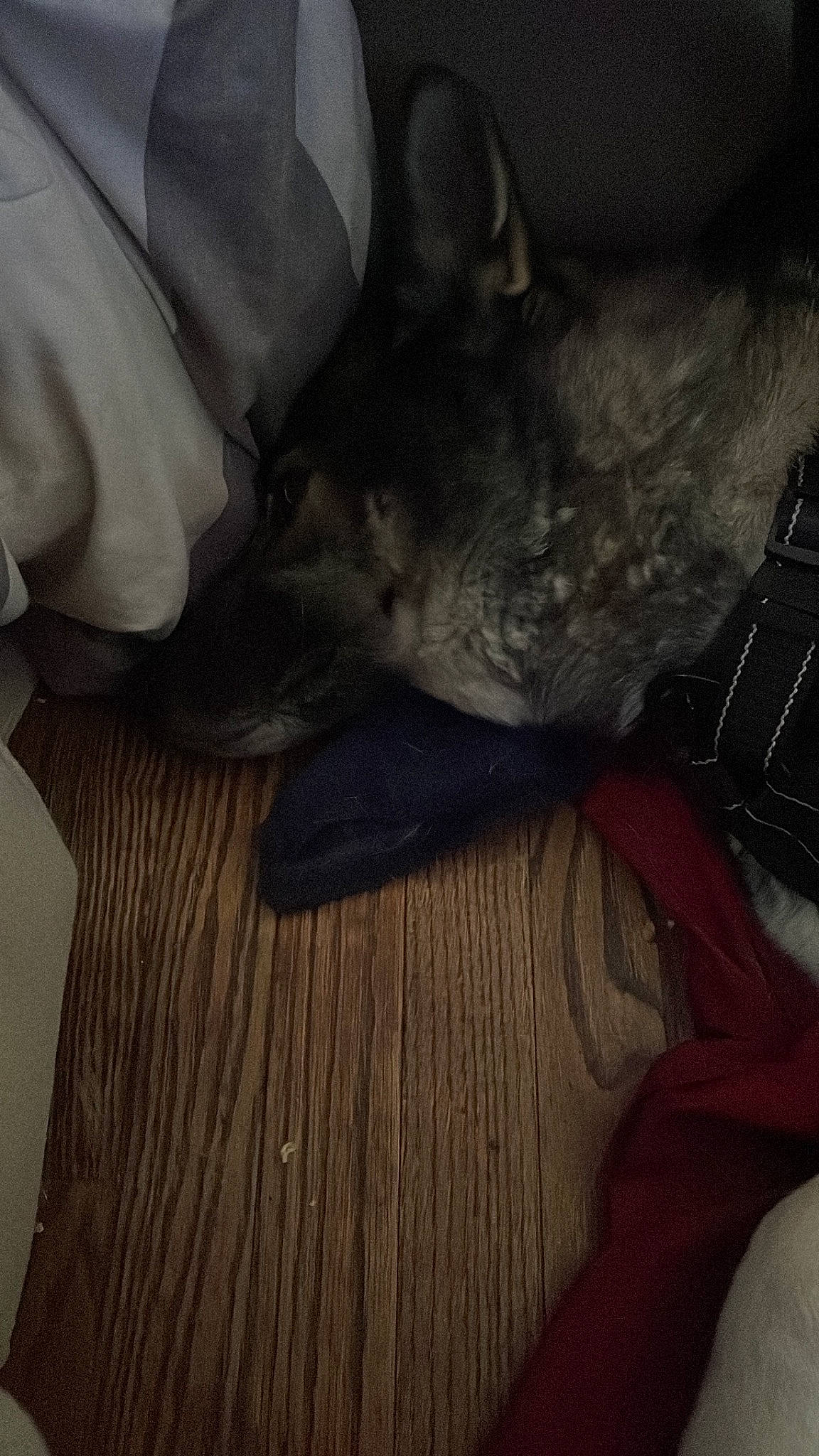 Chase joined the competition — help win amazing prizes! canidae, carnivore, comfort, companion_dog, darkness, dog, dog_breed, fawn, felidae, flooring, gesture, grey, hardwood, human_leg, small_to_medium_sized_cats, snout, sporting_group, tail, whiskers, wood