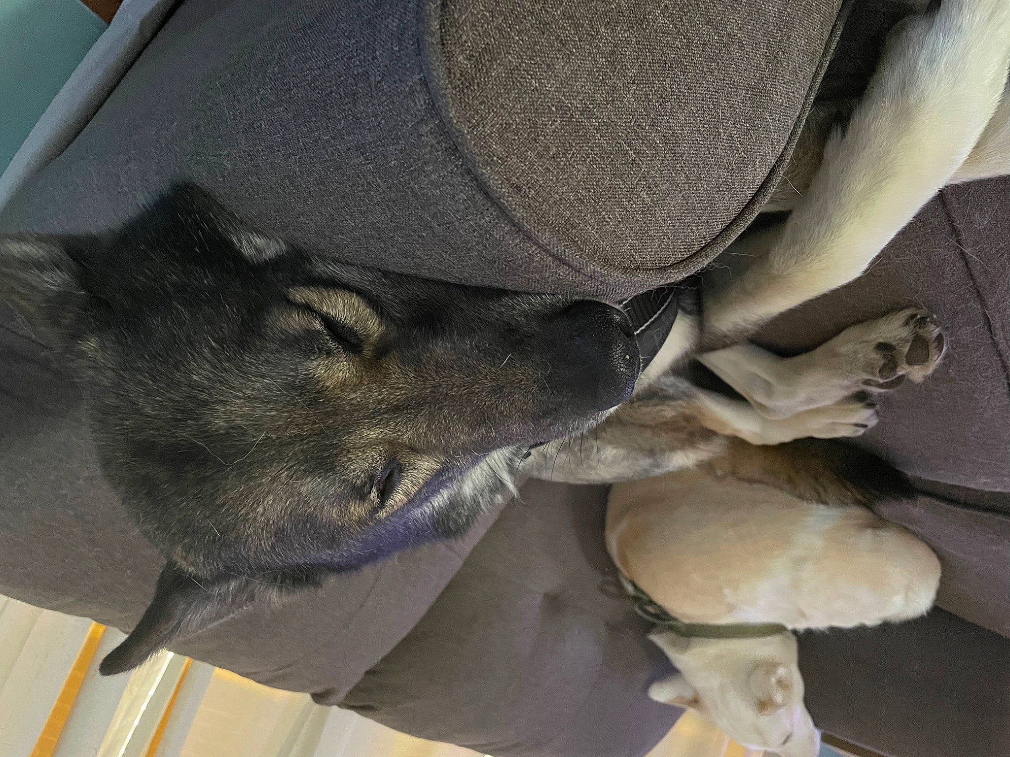 Chase is registered to the contest to win money with this photo: auto_part, automotive_exterior, automotive_tire, automotive_wheel_system, bumper, car, carnivore, comfort, dog_breed, felidae, grey, hat, headgear, helmet, hood, mammal, sun_hat, tire, vehicle, vehicle_door