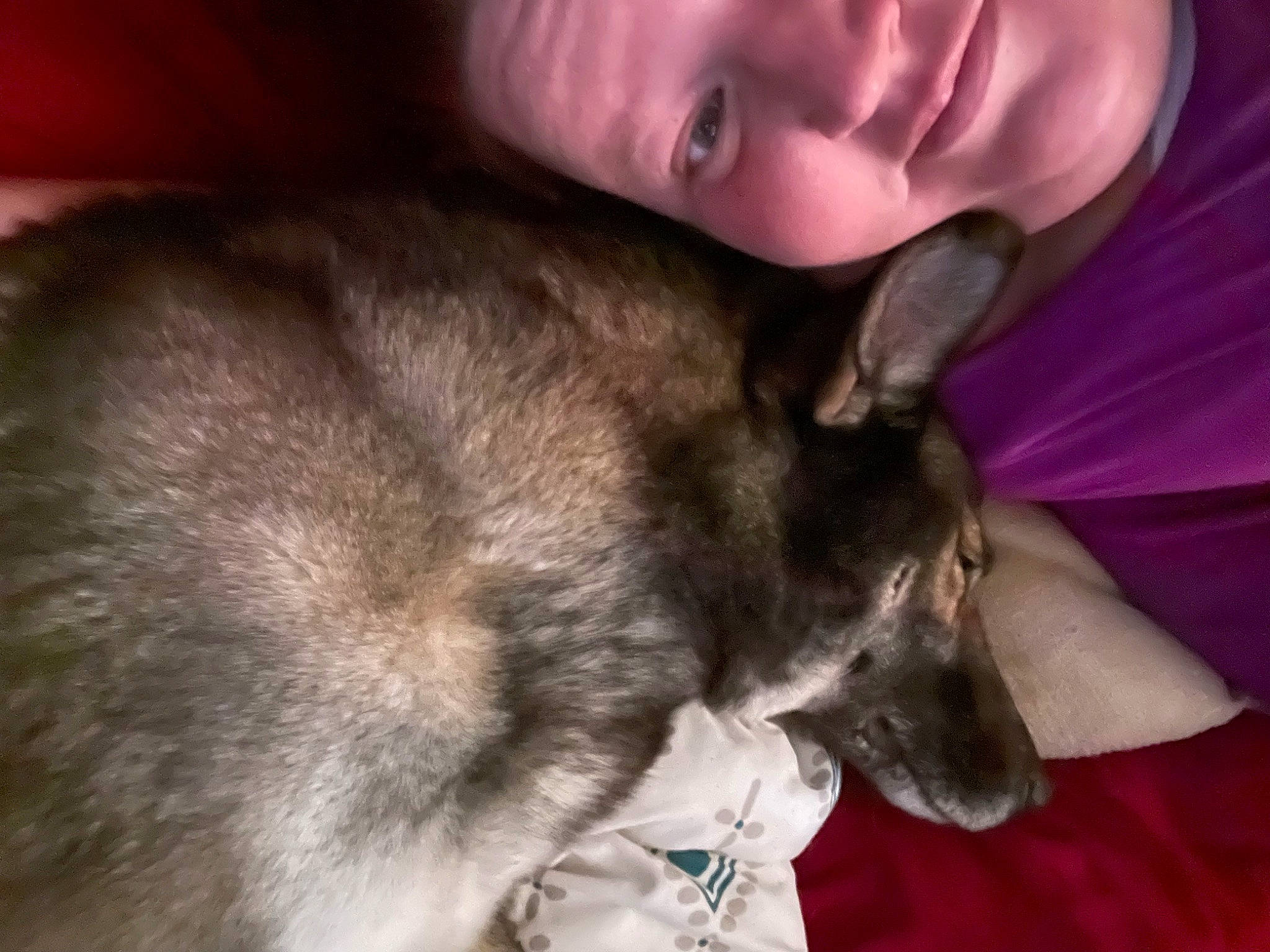 Chase is registered to the contest to win money with this photo: canidae, carnivore, collar, comfort, companion_dog, dog, dog_breed, ear, eyelash, fawn, fur, happy, nap, non_sporting_group, photography, snout, sporting_group, toy_dog, whiskers, working_dog