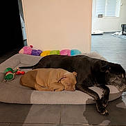 Yokaï participe au concours pour gagner de l'argent avec cette photo : dog, puppy, sleeping, bed, indoor, tile_floor, toy, black_dog, brown_dog, pet, resting, cozy, animal, cute, peaceful, living_room, window, blanket, home, companion
