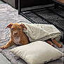 puppy, dog, blanket, pillow, rug, indoor, floor, table, furniture, cozy, brown_dog, pet, animal, relaxing, cute, young_dog, carpet, home, resting, canine