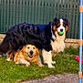 dog, black_and_white_dog, golden_dog, grass, backyard, fence, toy, ball, potted_plant, playful, pet, animal, outdoor, happy, canine, garden, smiling, green_grass, sunlight, nature