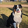 animal, black, brown, canine, companion, daytime, dog, fur, grass, happy, leisure, nature, outdoor, pet, playful, portrait, sitting, sunlight, tongue_out, white