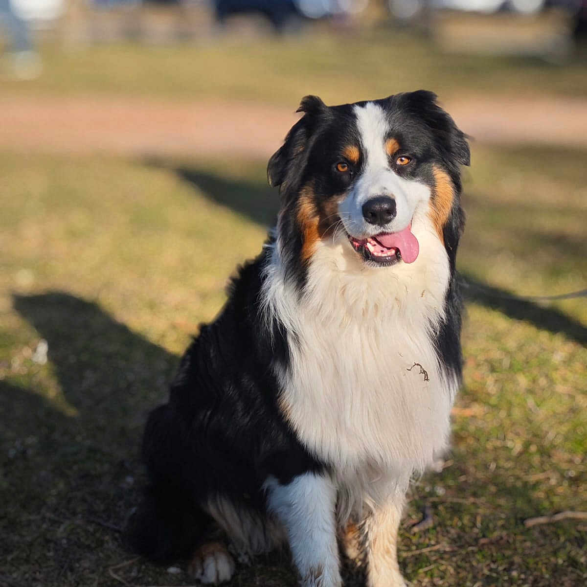 Ukyo participe au concours pour gagner de l'argent avec cette photo : animal, black, brown, canine, companion, daytime, dog, fur, grass, happy, leisure, nature, outdoor, pet, playful, portrait, sitting, sunlight, tongue_out, white