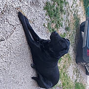 Prunelle participe au concours pour gagner de l'argent avec cette photo : asphalt, automotive_exterior, automotive_lighting, automotive_tail_brake_light, automotive_tire, car, carnivore, dog, dog_breed, fender, grass, plant, road_surface, tail, tar, tire, tree, vehicle, vehicle_door, working_animal