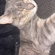 Biscuit is registered to the contest to win money with this photo: animal, cat, close_up, cozy, cute, ear, feline, fur, indoor, nose, paw, peaceful, pet, relaxation, resting, sleeping, soft_light, tabby, texture, whiskers