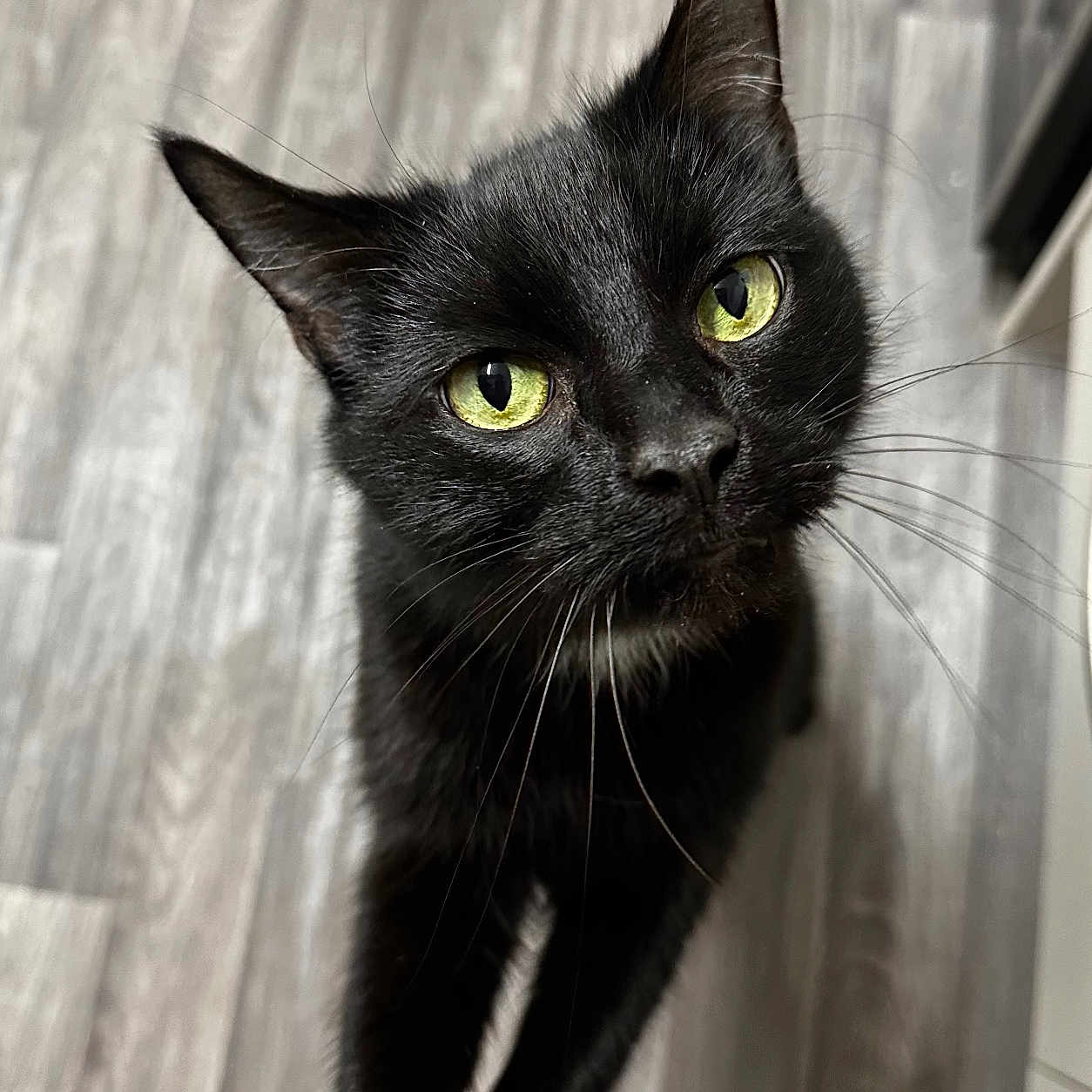 Boris is registered to the contest to win money with this photo: abyssinian, animal, blackcat, cat, kitten, manx, pet