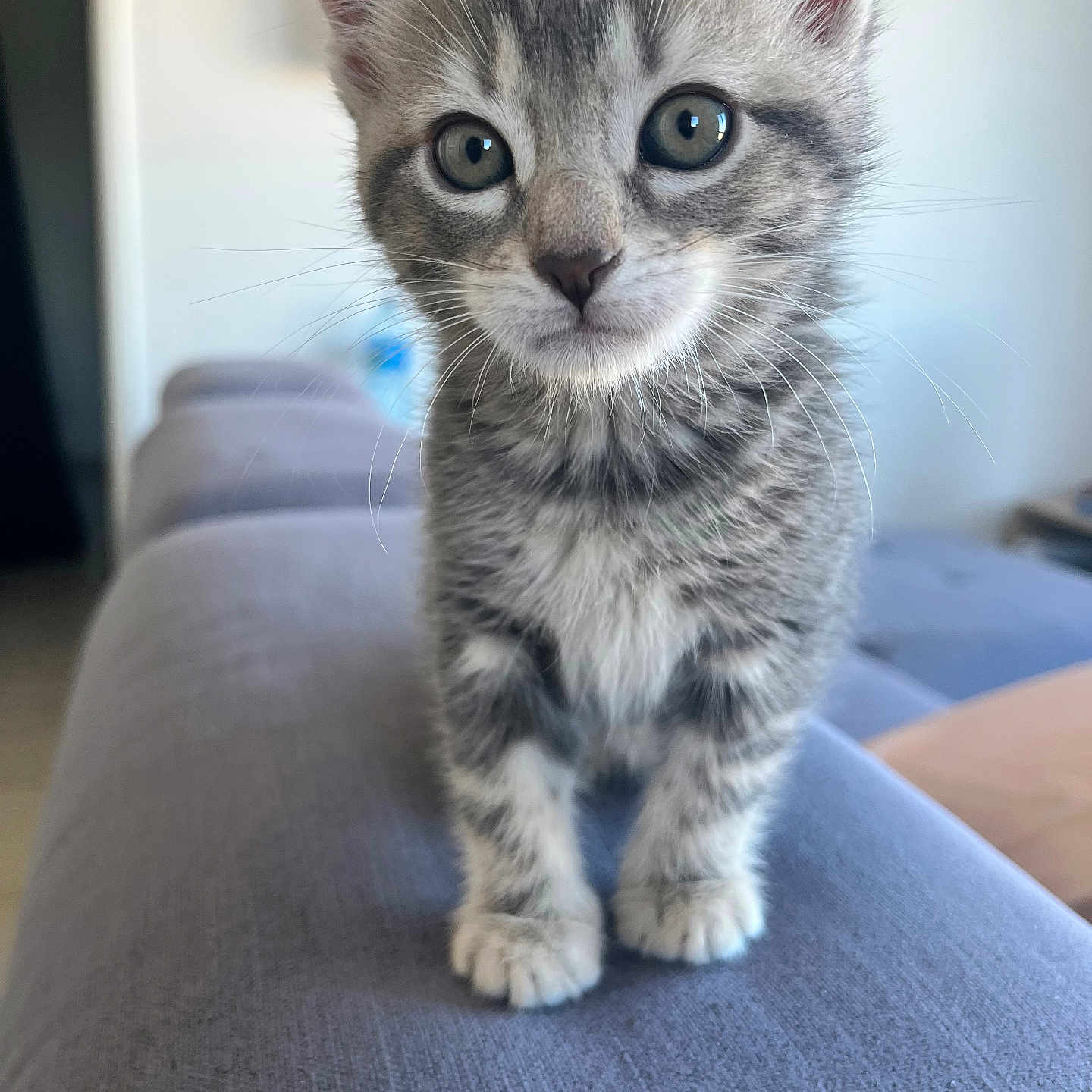 Gaston participe au concours pour gagner de l'argent avec cette photo : kitten, cat, pet, animal, feline, indoor, couch, blue, fur, whiskers, curious, young, cute, small, tabby, paws, ears, face, portrait, soft