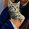 Gaston participe au concours pour gagner de l'argent avec cette photo : kitten, cat, person, hand, fur, gray_tabby, indoor, close_up, cute, pet, animal, holding, portrait, soft_light, face, whiskers, clothing, blue_sleeve, warmth, curious