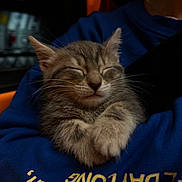 Gaston a rejoint le concours — aidez-le/la à gagner de superbes lots ! kitten, cat, sleeping, animal, pet, fur, whiskers, paws, closeup, cozy, blue_sweatshirt, yellow_text, human_arm, indoor, resting, cute, young_cat, domestic_cat, feline, portrait