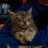 kitten, cat, sleeping, animal, pet, fur, whiskers, paws, closeup, cozy, blue_sweatshirt, yellow_text, human_arm, indoor, resting, cute, young_cat, domestic_cat, feline, portrait