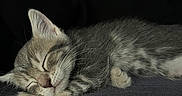 Gaston participe au concours pour gagner de l'argent avec cette photo : animal, cat, closeup, cozy, cute, domestic_cat, fur, indoor, kitten, nap, paw, pet, quiet, rest, serene, sleeping, soft, tabby, whiskers, young