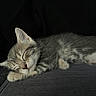 Gaston participe au concours pour gagner de l'argent avec cette photo : kitten, sleeping, cat, animal, pet, fur, cute, rest, cozy, closeup, tabby, whiskers, paw, domestic_cat, young, indoor, quiet, serene, soft, nap
