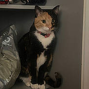 Vénus participe au concours pour gagner de l'argent avec cette photo : cat, calico, pet, indoor, shelf, clothing, plastic_bag, curious, feline, collar, white_paws, tail, fur, domestic_animal, side_view, quiet, still_life, household, animal, resting