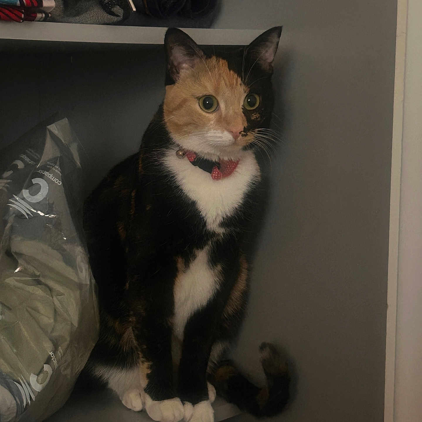 Vénus participe au concours pour gagner de l'argent avec cette photo : cat, calico, pet, indoor, shelf, clothing, plastic_bag, curious, feline, collar, white_paws, tail, fur, domestic_animal, side_view, quiet, still_life, household, animal, resting