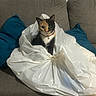 Vénus a rejoint le concours — aidez-le/la à gagner de superbes lots ! cat, calico_cat, plastic_bag, couch, pillow, indoor, pet, animal, curious, sitting, relaxed, feline, whiskers, ears, home, cozy, domestic, fur, looking, cute
