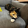Vénus participe au concours pour gagner de l'argent avec cette photo : cat, calico_cat, pet, indoor, couch, gray_couch, feline, relaxed, paw, whiskers, fur, animal, cozy, blanket, wooden_boards, domestic_cat, resting, cute, eye_contact, close_up