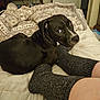 bed, black_dog, blanket, blanket_pattern, comfort, cozy, curious, dog, footwear, furniture, home, human, indoor, legs, living_room, pet, resting, socks, television, textile