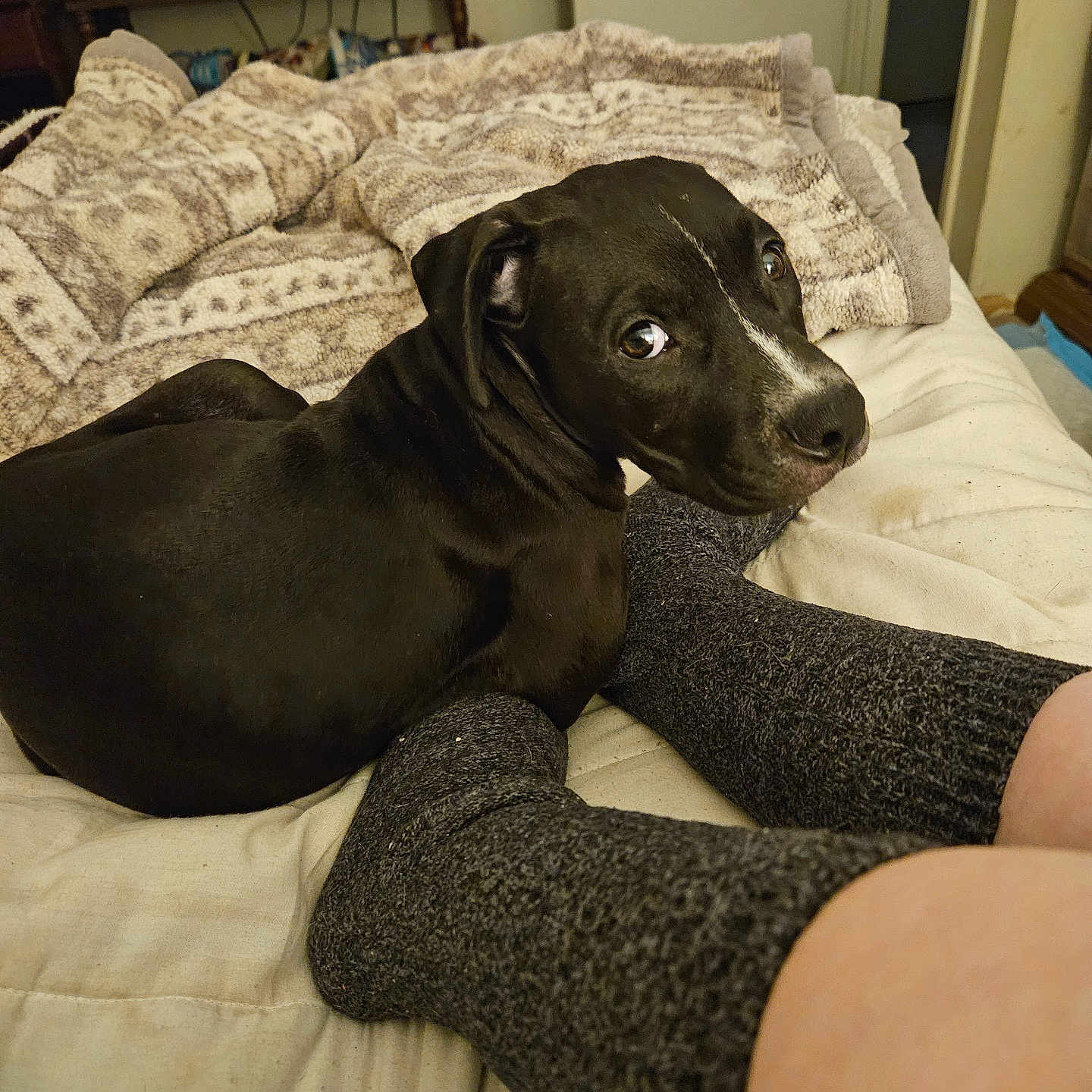 Midnight is registered to the contest to win money with this photo: bed, black_dog, blanket, blanket_pattern, comfort, cozy, curious, dog, footwear, furniture, home, human, indoor, legs, living_room, pet, resting, socks, television, textile