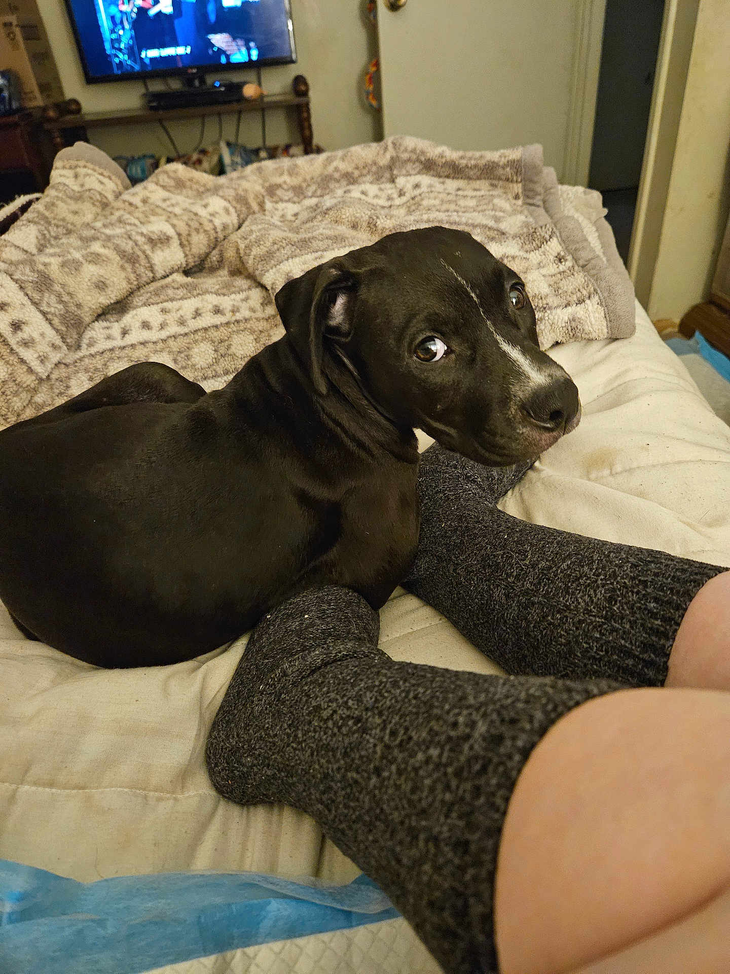 Midnight is registered to the contest to win money with this photo: bed, black_dog, blanket, blanket_pattern, comfort, cozy, curious, dog, footwear, furniture, home, human, indoor, legs, living_room, pet, resting, socks, television, textile