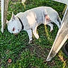 Kenzo participe au concours pour gagner de l'argent avec cette photo : animal, chair, collar, daytime, dog, ear, grass, nature, outdoor, paw, peaceful, pet, plastic_chair, quiet, relaxing, resting, sleeping, small_dog, sunlight, white_dog