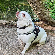 Kenzo a rejoint le concours — aidez-le/la à gagner de superbes lots ! calm, canine, daylight, dog, gravel_path, greenery, harness, leaves, looking_up, nature, outdoor, park, pet, pond, sitting, small_dog, tree, tree_branch, water, white_dog