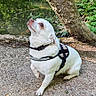 calm, canine, daylight, dog, gravel_path, greenery, harness, leaves, looking_up, nature, outdoor, park, pet, pond, sitting, small_dog, tree, tree_branch, water, white_dog