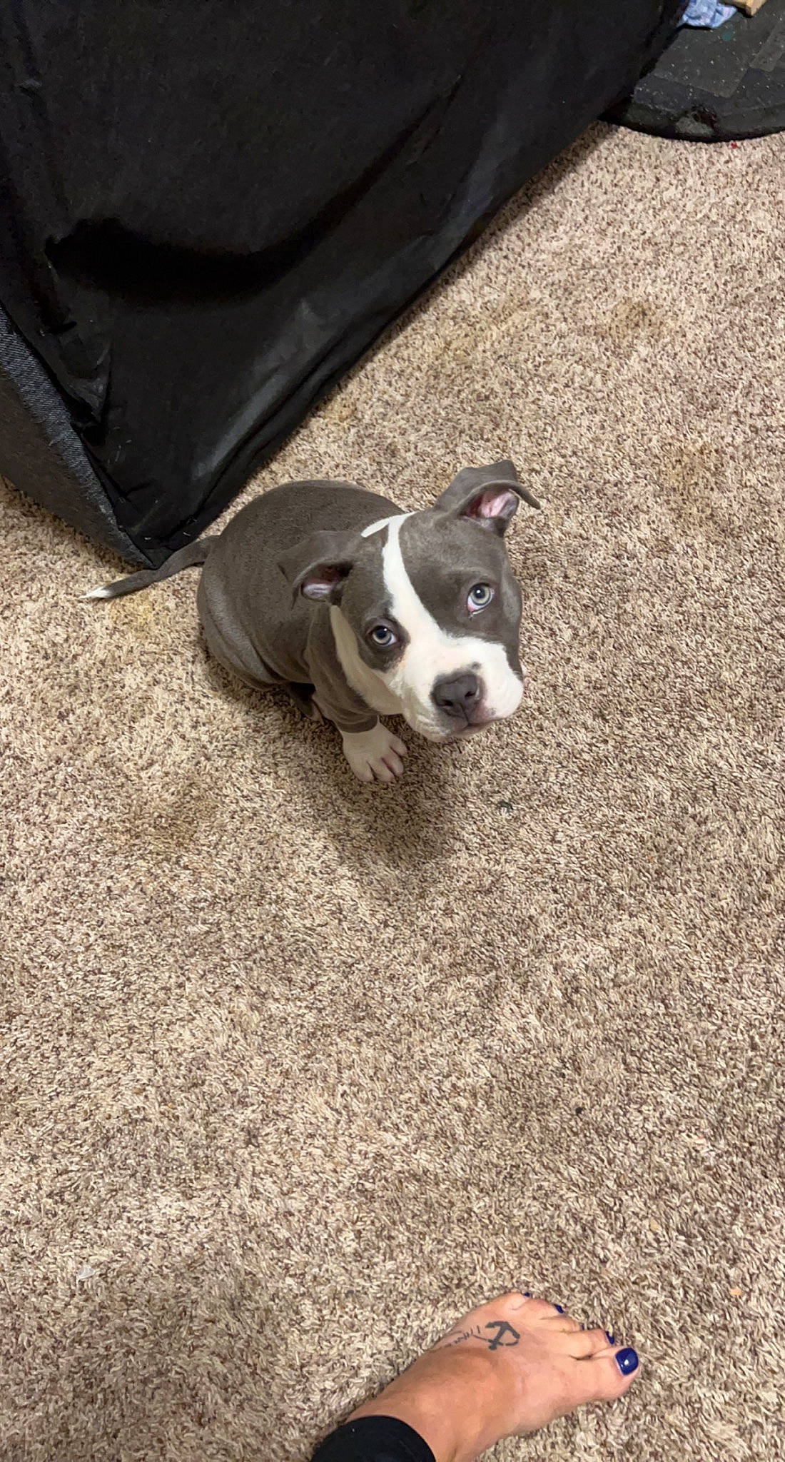 Luna joined the competition — help win amazing prizes! asphalt, canidae, carnivore, companion_dog, concrete, dog, dog_breed, fawn, flooring, foot, grass, non_sporting_group, paw, road_surface, shadow, snout, soil, sporting_group, toy_dog