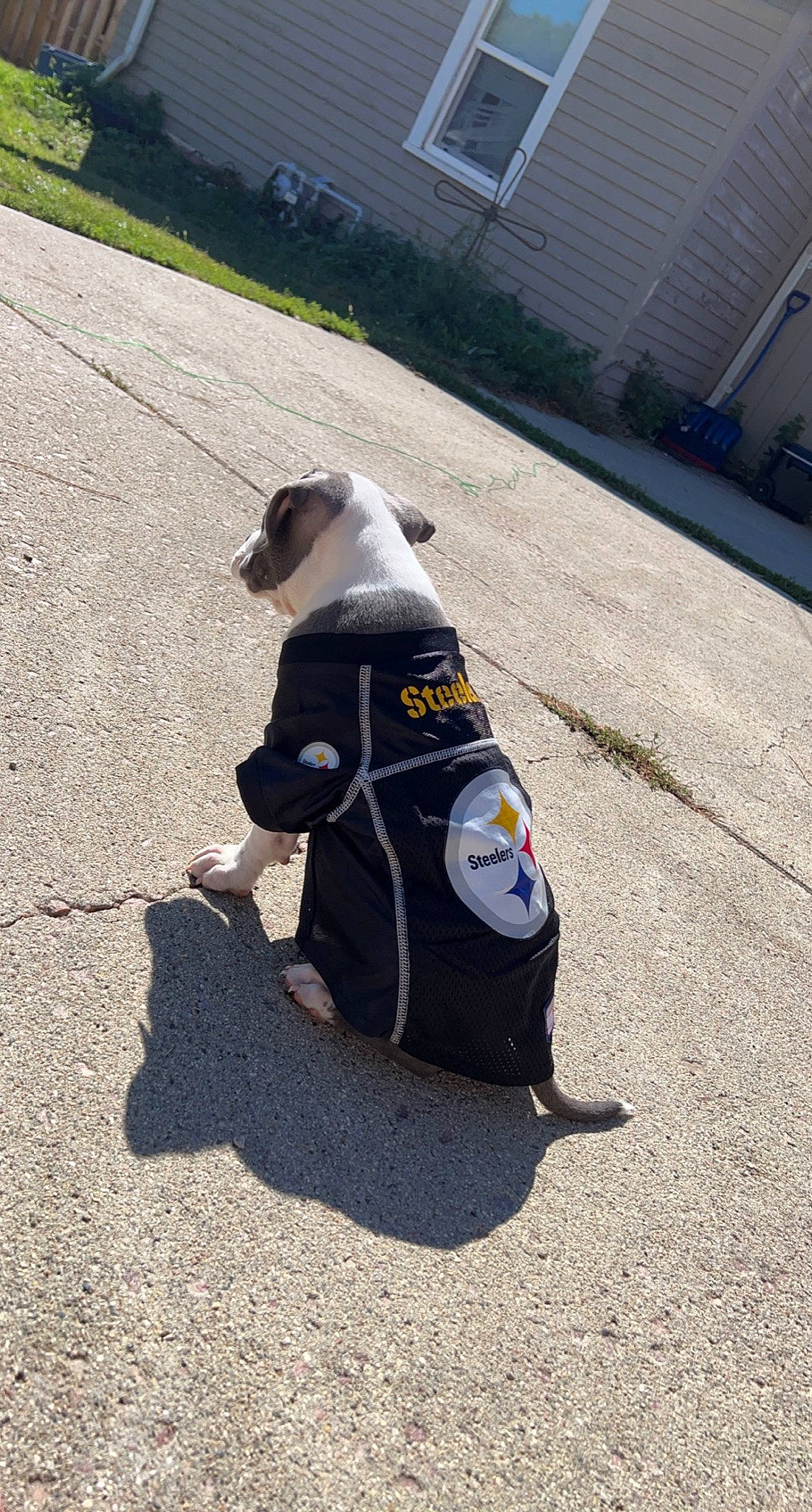 Luna joined the competition — help win amazing prizes! asphalt, carnivore, collar, companion_dog, dog, dog_breed, dog_collar, dog_supply, fawn, flightless_bird, leash, penguin, pet_supply, plant, road, road_surface, sidewalk, snout, tail, toy_dog