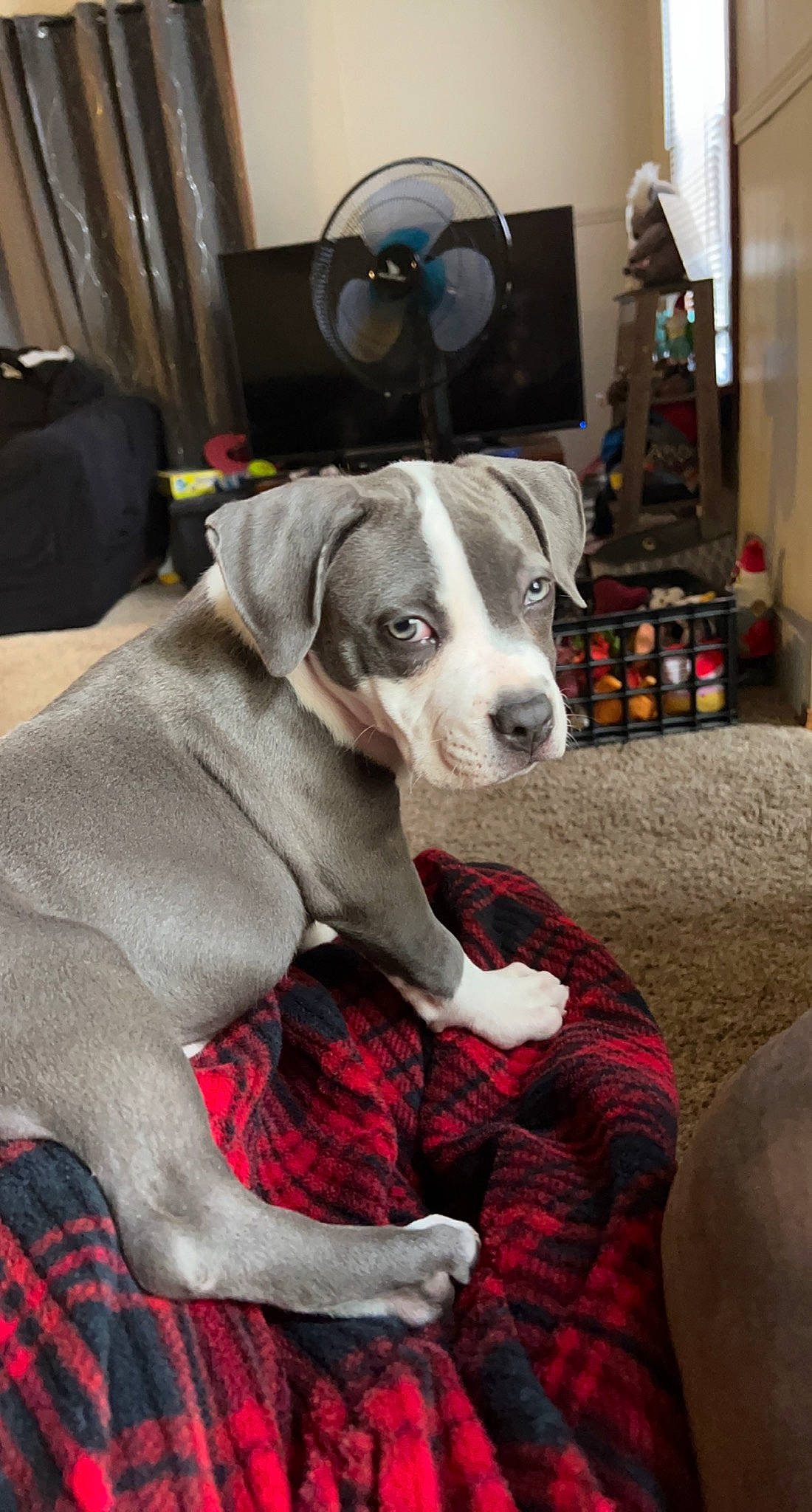 Luna joined the competition — help win amazing prizes! canidae, carnivore, collar, comfort, companion_dog, dog, dog_breed, dog_supply, fawn, fur, mechanical_fan, non_sporting_group, pattern, picture_frame, plaid, snout, sporting_group, tartan, television, working_animal