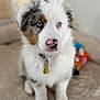 Volt a rejoint le concours — aidez-le/la à gagner de superbes lots ! puppy, dog, australian_shepherd, blue_eyes, fluffy, pet, indoor, collar, toy, soft, cute, sitting, closeup, fur, nose, animal, young, domestic_animal, portrait, attention