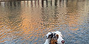 Volt participe au concours pour gagner de l'argent avec cette photo : dog, australian_shepherd, canal, water, reflection, buildings, architecture, cityscape, pavement, leash, sunset, outdoor, pet, animal, sitting, blue_eyes, fur, urban, walking, daytime