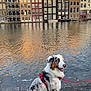 dog, australian_shepherd, canal, water, reflection, buildings, architecture, cityscape, pavement, leash, sunset, outdoor, pet, animal, sitting, blue_eyes, fur, urban, walking, daytime