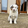 Volt a rejoint le concours — aidez-le/la à gagner de superbes lots ! puppy, dog, australian_shepherd, blue_eyes, pink_nose, fluffy, wooden_deck, outdoor, pet, canine, sitting, young_dog, house, door, window, fur, portrait, animal, cute, domestic_animal