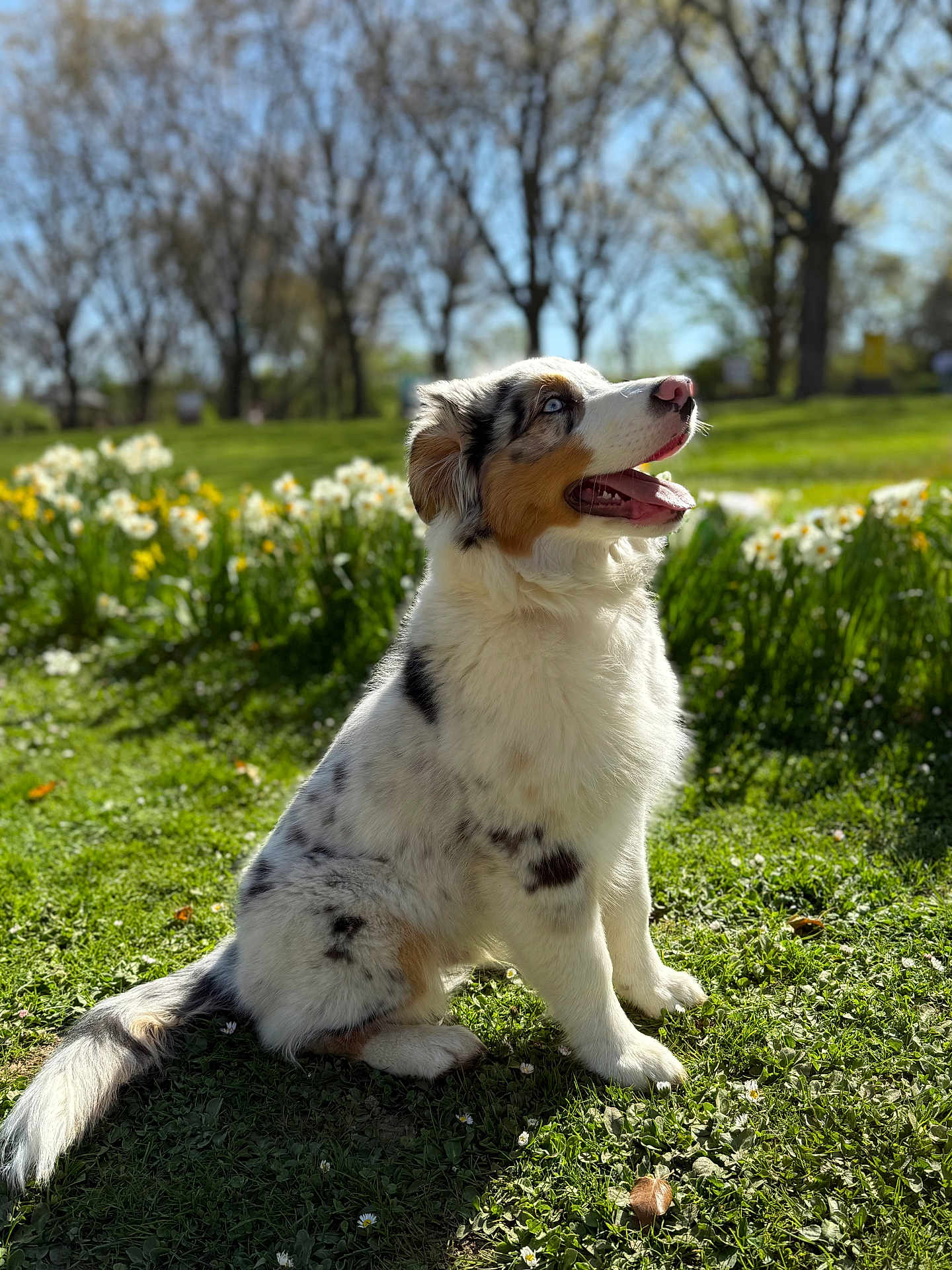 Volt a rejoint le concours — aidez-le/la à gagner de superbes lots ! dog, australian_shepherd, puppy, grass, flowers, daffodils, outdoor, nature, sunlight, greenery, trees, spring, happy, tongue_out, pet, animal, sitting, cute, fur, canine