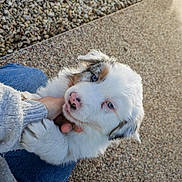 Volt a rejoint le concours — aidez-le/la à gagner de superbes lots ! puppy, dog, blue_eyes, white_fur, gray_fur, person_hand, denim_jeans, outdoor, pebble_ground, cute, pet, young_dog, fluffy, animal, sunlight, affectionate, closeup, holding, playful, domestic_animal